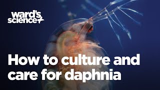 Caring and Culturing for Daphnia [upl. by Arriaes416]