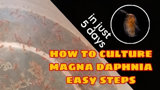 How to Culture Magna Daphnia Easily [upl. by Avle]