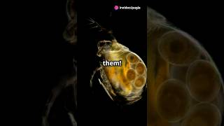 How to culture Daphnia for your Aquarium [upl. by Grodin]