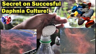 How to Culture Daphnia Successfully [upl. by Malet]