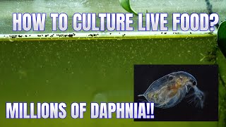 How to Culture Daphnia Secret Method to Breed MILLIONS  Simply Aquatic [upl. by Cassandre838]