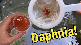 How I Culture Daphnia In Outdoor Tubs [upl. by Harshman]