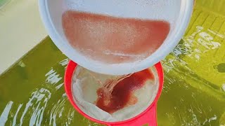 How to culture daphnia  Daphnia culture  How to grow daphnia outdoor [upl. by Gusti]