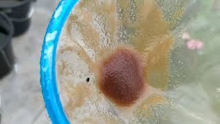 How to culture daphnia moina in a small container Part 1 English Subtitle [upl. by Garlan258]