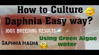 Daphnia MagnaHow to Culture Daphnia Easy wayCulturing Daphnia using Green water Daphnia [upl. by Daryle]