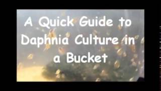 How to culture daphnia outside [upl. by Anairb]