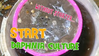 How to culture daphnia moina the easy way 1  Starting the Daphnia culture [upl. by Younglove157]