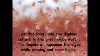 Daphnia  How to grow daphnia in your home [upl. by Klayman]