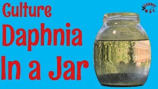 How to Culture Daphnia in a Jar [upl. by Atnuahsal183]