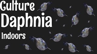 How to Culture Daphnia [upl. by Lathrope]