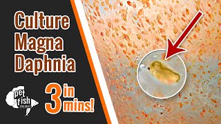 How to culture DAPHNIA MAGNA  The easy way [upl. by Attenahs816]