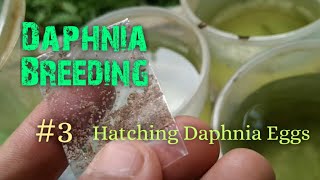 Daphnia Culture made simple and easy 3  Hatching Daphnia eggs [upl. by Maclean]