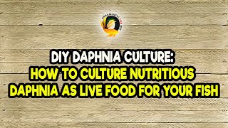 DIY Daphnia Culture How to Culture Nutritious Daphnia as Live Food for Your Fish [upl. by Blunk188]