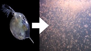 How I Culture Daphnia [upl. by Emmeram]