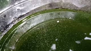 DAPHNIA MOINA CULTURE IN A SMALL BUCKET [upl. by Neroled6]