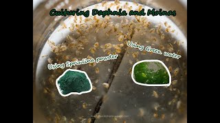 How To Culture Daphnia and Moinas using Green Water Spirulina powder [upl. by Rauscher182]