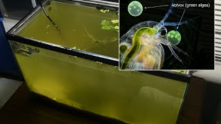 Raising Daphnia for the Freshwater Aquarium [upl. by Ellebana]