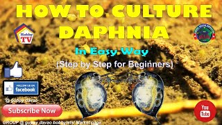 HOW TO CULTURE DAPHNIA In Easy Way [upl. by Einittirb]